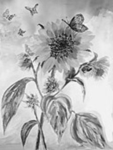 Amanda Dinan - Sunflower
